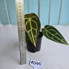 Load image into Gallery viewer, #RD45 Three x Headed Anthurium Crystallinum x Forgetii