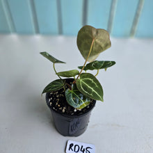 Load image into Gallery viewer, #RD45 Three x Headed Anthurium Crystallinum x Forgetii