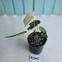 Load image into Gallery viewer, #RD45 Three x Headed Anthurium Crystallinum x Forgetii