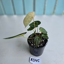 Load image into Gallery viewer, #RD45 Three x Headed Anthurium Crystallinum x Forgetii