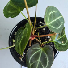 Load image into Gallery viewer, #RD45 Three x Headed Anthurium Crystallinum x Forgetii