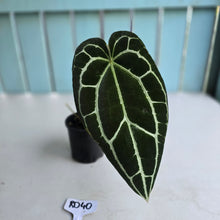 Load image into Gallery viewer, #RD40 Anthurium Crystallinum x