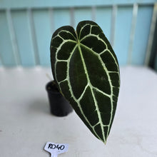 Load image into Gallery viewer, #RD40 Anthurium Crystallinum x