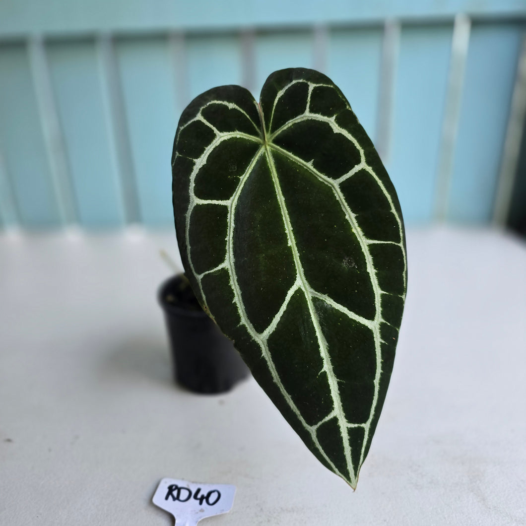 #RD40 Anthurium Crystallinum x