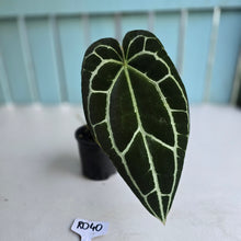 Load image into Gallery viewer, #RD40 Anthurium Crystallinum x