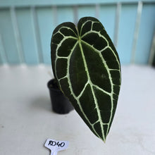 Load image into Gallery viewer, #RD40 Anthurium Crystallinum x