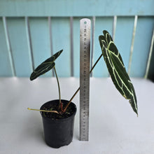 Load image into Gallery viewer, #RD40 Anthurium Crystallinum x