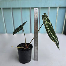 Load image into Gallery viewer, #RD40 Anthurium Crystallinum x