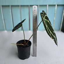 Load image into Gallery viewer, #RD40 Anthurium Crystallinum x