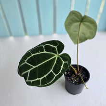 Load image into Gallery viewer, #RD40 Anthurium Crystallinum x