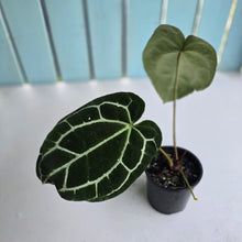 Load image into Gallery viewer, #RD40 Anthurium Crystallinum x