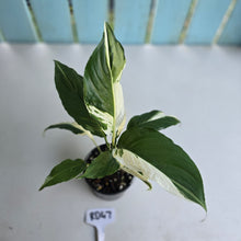 Load image into Gallery viewer, #RD47 Spathiphyllum Picasso