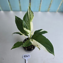 Load image into Gallery viewer, #RD47 Spathiphyllum Picasso