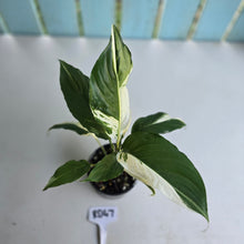 Load image into Gallery viewer, #RD47 Spathiphyllum Picasso
