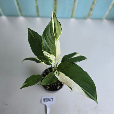 #RD47 Spathiphyllum Picasso