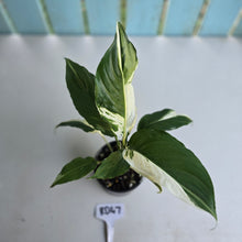 Load image into Gallery viewer, #RD47 Spathiphyllum Picasso