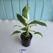 Load image into Gallery viewer, #RD47 Spathiphyllum Picasso