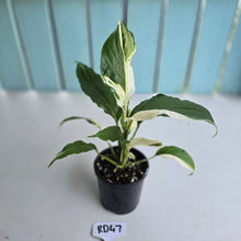 Load image into Gallery viewer, #RD47 Spathiphyllum Picasso