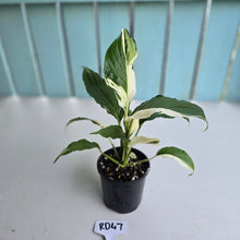 Load image into Gallery viewer, #RD47 Spathiphyllum Picasso