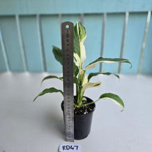 Load image into Gallery viewer, #RD47 Spathiphyllum Picasso