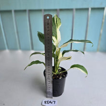 Load image into Gallery viewer, #RD47 Spathiphyllum Picasso