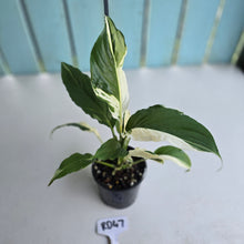 Load image into Gallery viewer, #RD47 Spathiphyllum Picasso