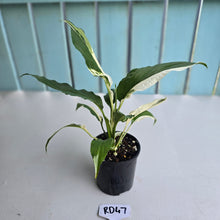 Load image into Gallery viewer, #RD47 Spathiphyllum Picasso