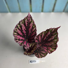 Load image into Gallery viewer, #RD51 Begonia Unknown