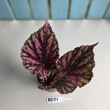 Load image into Gallery viewer, #RD51 Begonia Unknown