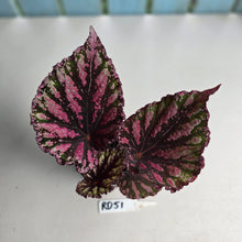 Load image into Gallery viewer, #RD51 Begonia Unknown