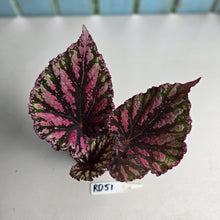 Load image into Gallery viewer, #RD51 Begonia Unknown