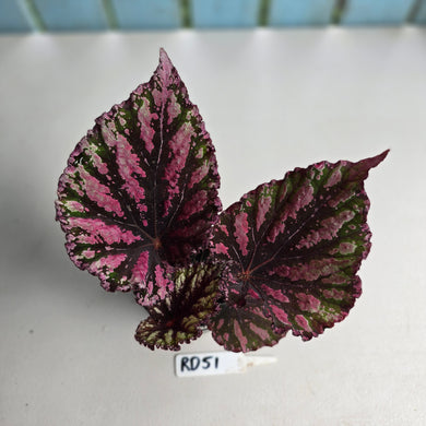 #RD51 Begonia Unknown