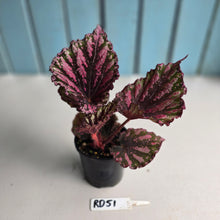 Load image into Gallery viewer, #RD51 Begonia Unknown