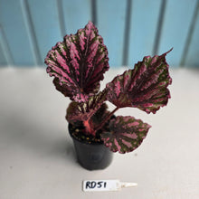 Load image into Gallery viewer, #RD51 Begonia Unknown
