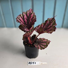 Load image into Gallery viewer, #RD51 Begonia Unknown