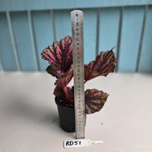 Load image into Gallery viewer, #RD51 Begonia Unknown
