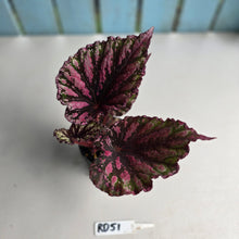 Load image into Gallery viewer, #RD51 Begonia Unknown