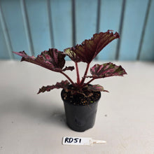 Load image into Gallery viewer, #RD51 Begonia Unknown