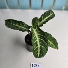 Load image into Gallery viewer, #G23 Phyllotaenium Lindenii