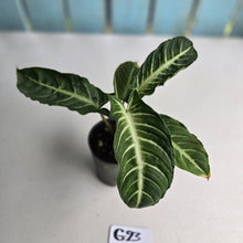 Load image into Gallery viewer, #G23 Phyllotaenium Lindenii