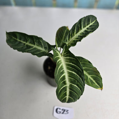 #G23 Phyllotaenium Lindenii