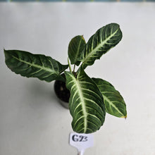 Load image into Gallery viewer, #G23 Phyllotaenium Lindenii