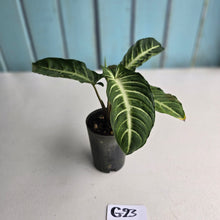 Load image into Gallery viewer, #G23 Phyllotaenium Lindenii