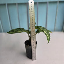 Load image into Gallery viewer, #G23 Phyllotaenium Lindenii