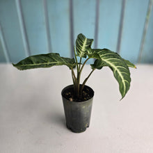 Load image into Gallery viewer, #G23 Phyllotaenium Lindenii