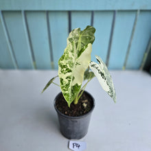 Load image into Gallery viewer, #P4 Alocasia Frydek