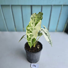 Load image into Gallery viewer, #P4 Alocasia Frydek