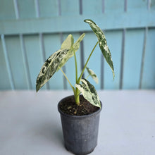 Load image into Gallery viewer, #P4 Alocasia Frydek