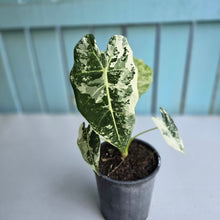 Load image into Gallery viewer, #P4 Alocasia Frydek
