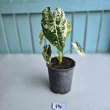 Load image into Gallery viewer, #P4 Alocasia Frydek